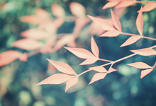 意大利队员在国际足球赛事中获得好成绩